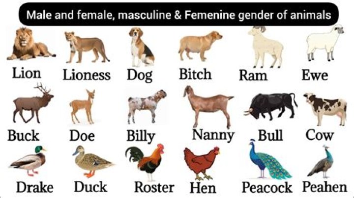 10 Animals That Can Be Both Male And Female