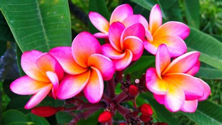 8 Interesting Plants You Have To See To Believe