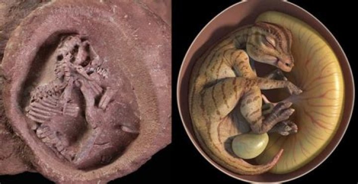 Baby Dinosaur Embryos Revealed In 200-Million-Year-Old Fossils