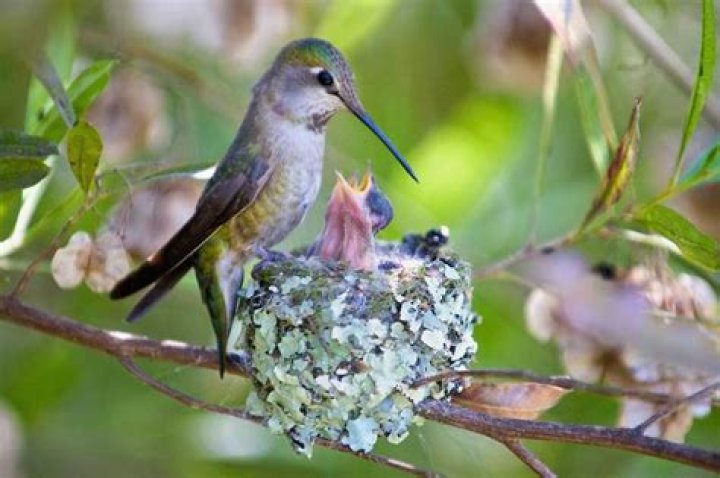 Baby Hummingbirds Grow Up So Fast