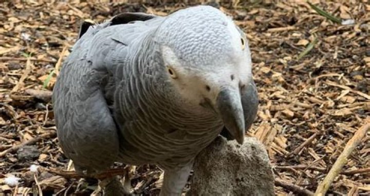 British Zoo Launches New Plan To Curb Its Parrots From Swearing