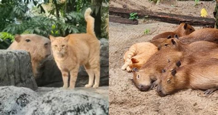 Capybaras At A Malaysian Zoo Have Adopted A Stray Cat