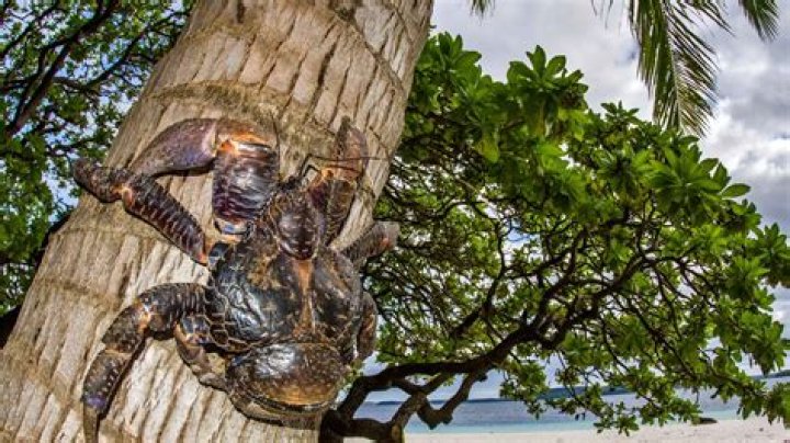 Coconut Crabs 'Talk' A Lot During Sex, Study Finds