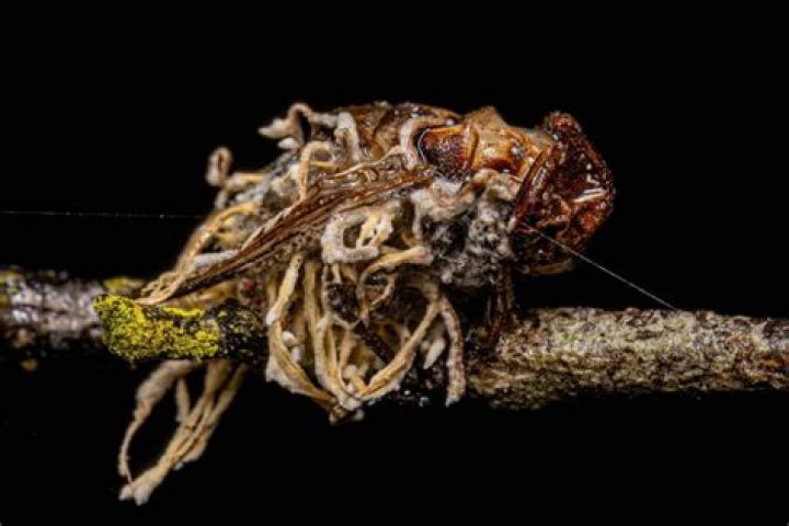 Cordyceps, The Parasitic Fungus That Makes Insects Grow Horns