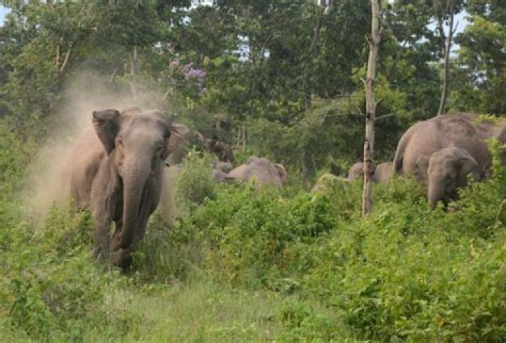 Elephant Herd Tramples One Poacher To Death, Injures Another