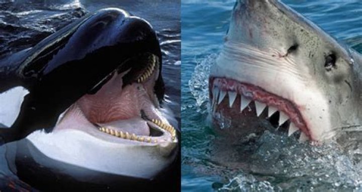 For Some Reason, Killer Whales Are Horrifically Murdering Great White Sharks