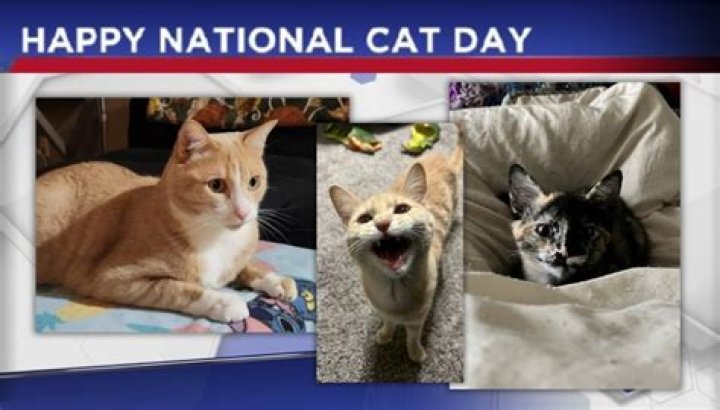 Happy National Cat Day! These Celebrities Are Obsessed With Their Fave Felines