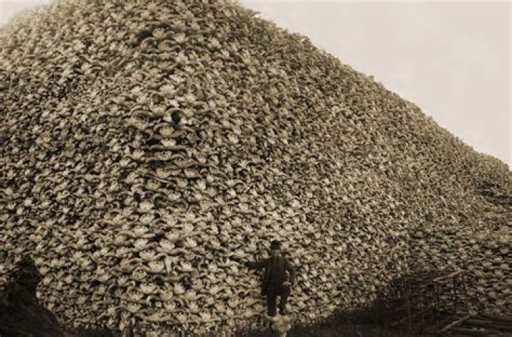 Haunting Images From America's 19th-Century Bison Extermination