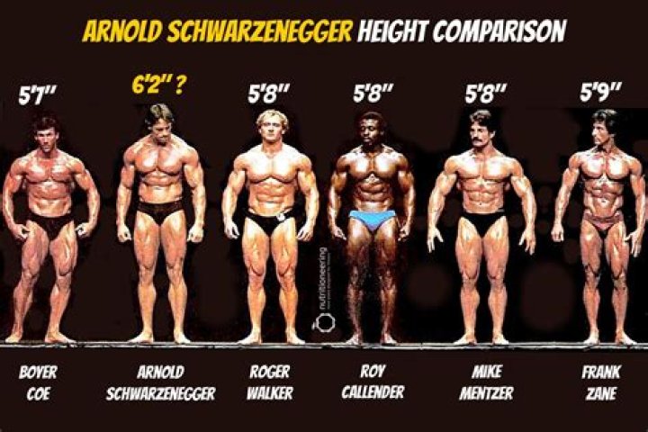 How tall is Arnold Schwarzenegger - Page 13