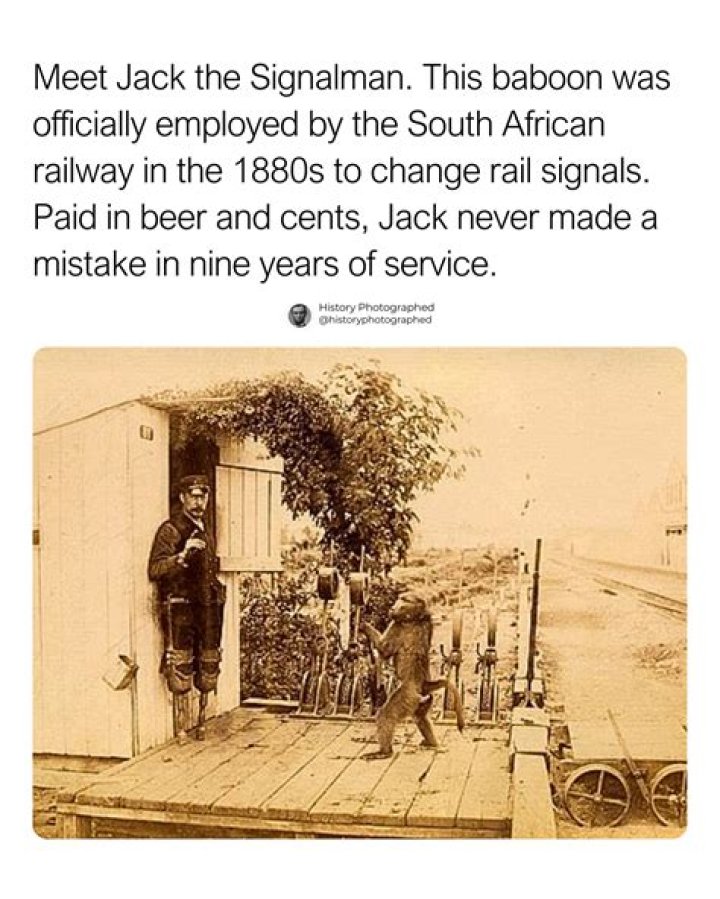 Jack The Baboon Worked As A Railroad Signalman For Nine Years