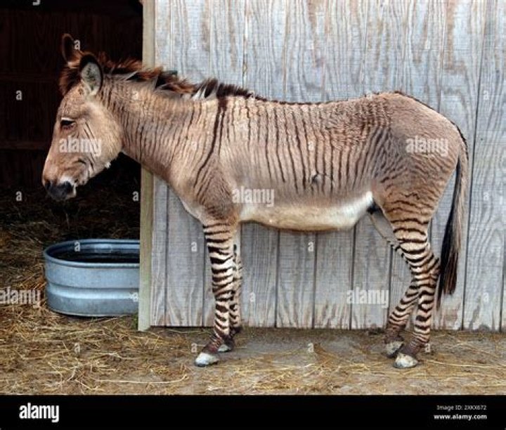 Kenyan Zebra Gives Birth To Rare Zebra-Donkey Hybrid Dubbed 'Zonkey'