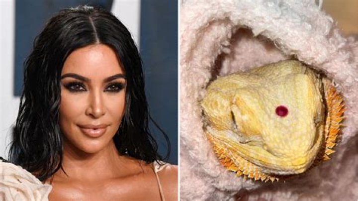 Kim Kardashian Slammed for Dressing Pet Reptile in Skims Clothing: ‘Animals Are Not Toys’