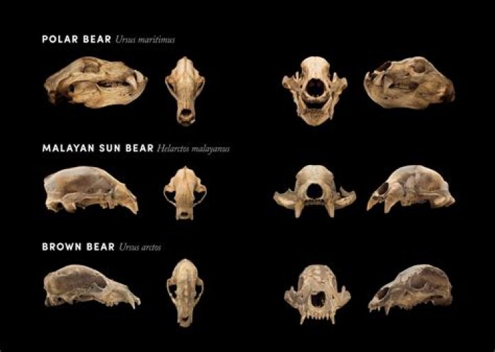 Massive "King" Polar Bear Skull Discovered In Alaska