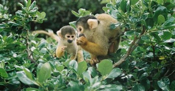 New Zealand Man Who Tried To Steal Squirrel Monkey Recieves Jail Time