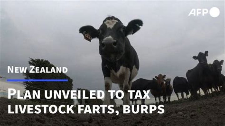 New Zealand Pushes 'Cow Fart Tax' To Fight Climate Change