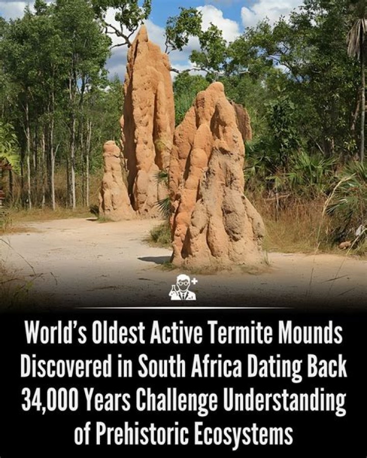 Oldest Active Termite Mounds Discovered In South Africa