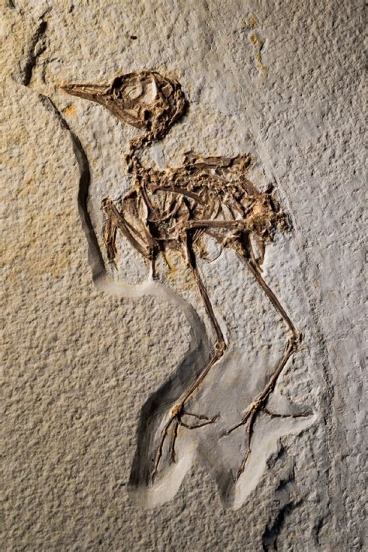 Oldest Fossil Of Modern Bird Ever Found, Dubbed 'Wonderchicken'