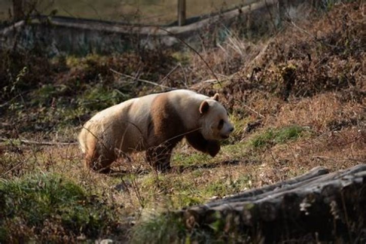 Researchers Capture Only Known Image Of An Albino Panda