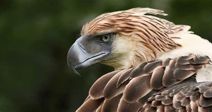 Researchers Identify Extinct Eagle In Australia With A 10-Foot Wingspan