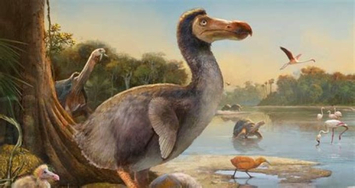 Science Startup Hopes To Bring The Extinct Dodo Bird Back To Life
