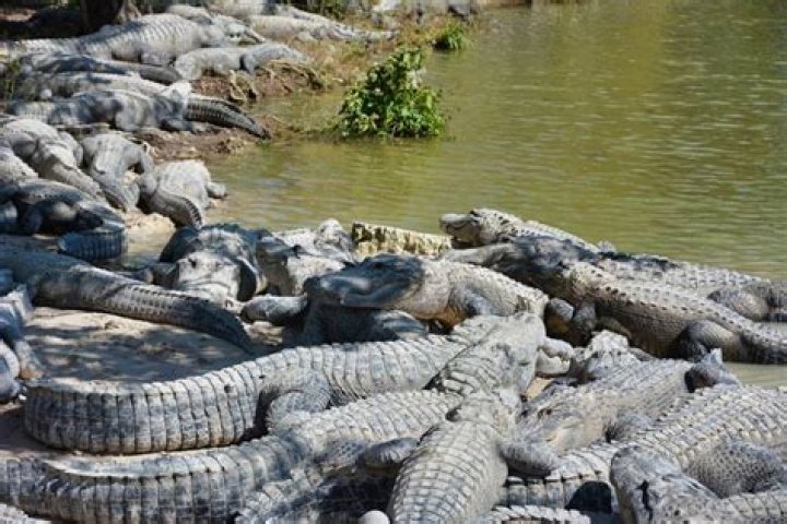 Scientists Tranquilize Alligators With Ketamine To Study Dinosaur Hearing