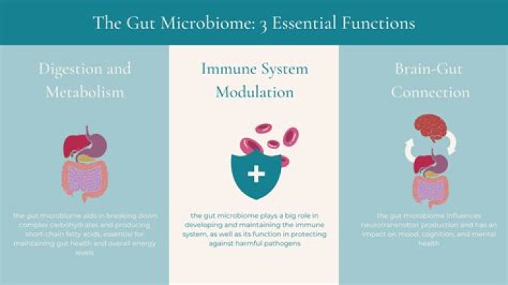 Sponsored ContentCBD For Your Gut: Maintaining A Healthy Gut Microbiome