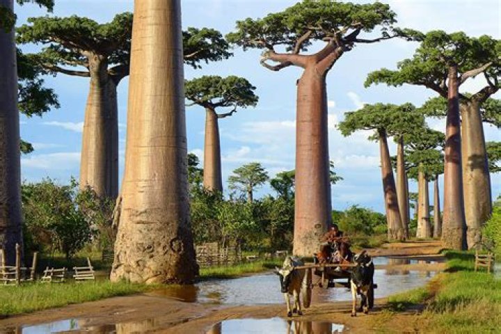 The 8 Most Amazing Trees In The World