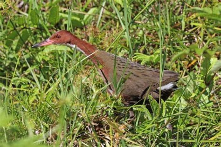 The Aldabra Rail Went Extinct Then Re-Evolved Into Existence