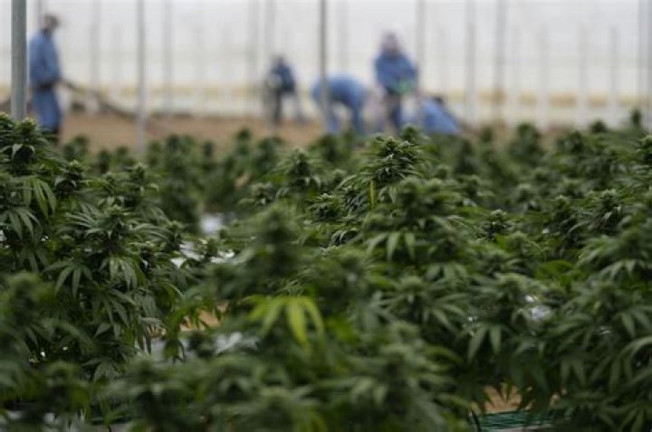 The Nuns Devoted To Marijuana