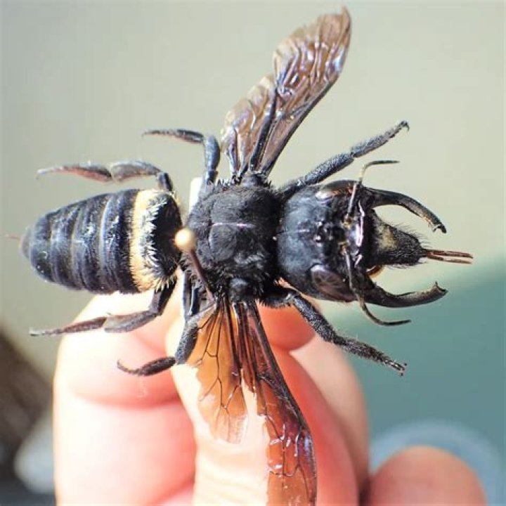 The World's Biggest Bee Has Been Rediscovered After Nearly 40 Years