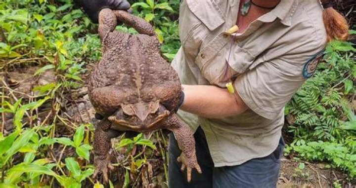Weighing Almost Six Pounds, Australian "Toadzilla" Breaks Records