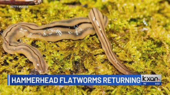 Weird 'Snake' Is Actually An Invasive Giant Hammerhead Worm